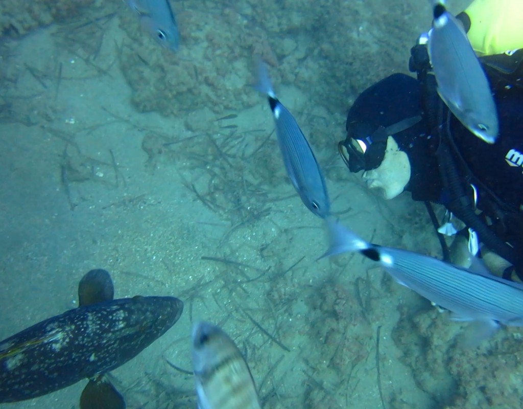 SİDE'DE DALIŞ TURU